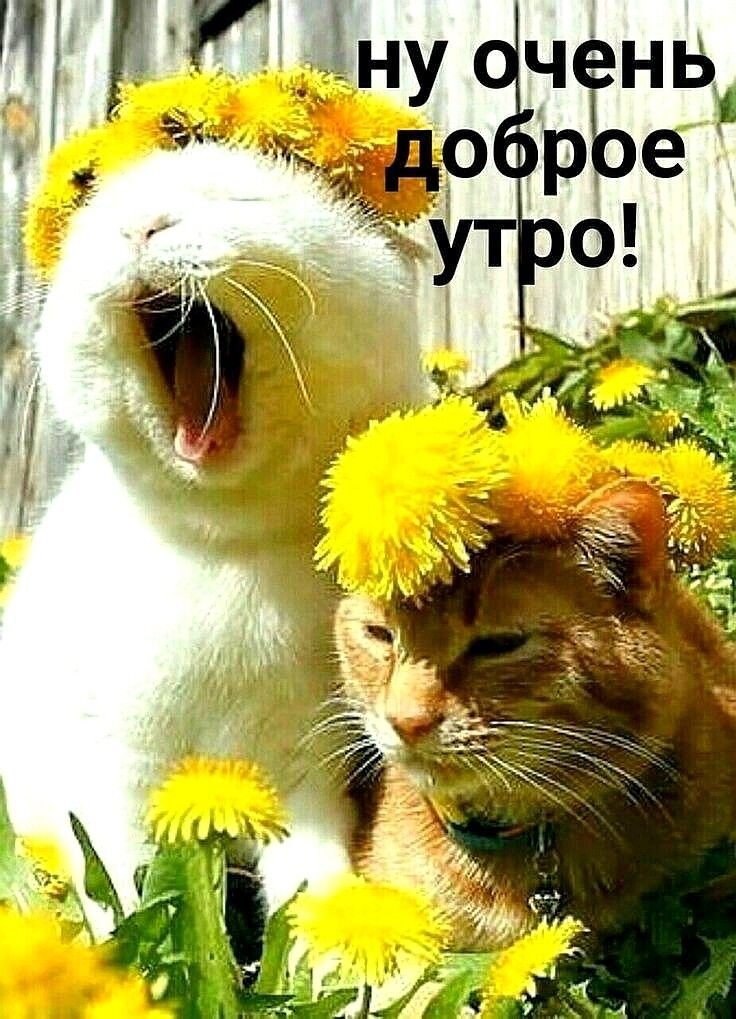 Музыкальная открытка доброе утро