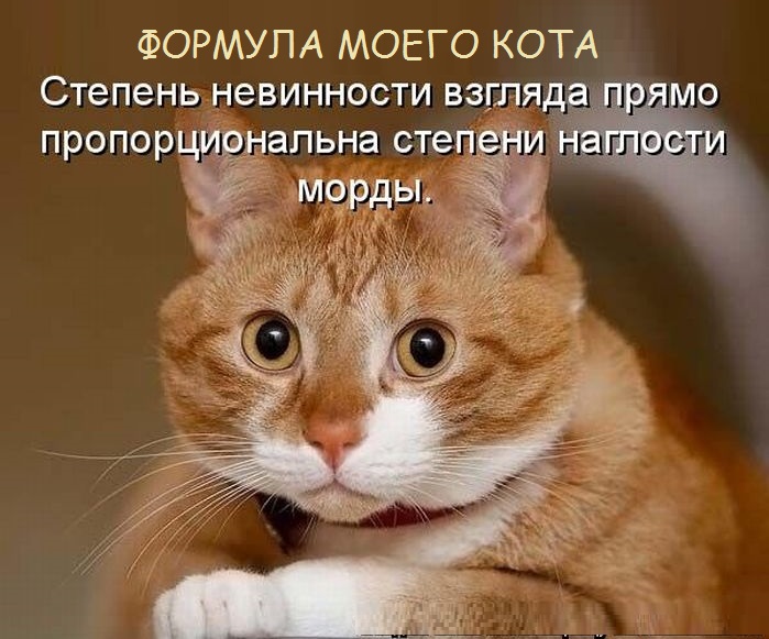 Котоматрица: На дорогу смотри и мобилу положь! Мигалку включи