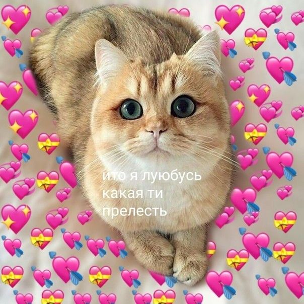 Смешные мемы с котами