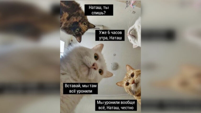 Наташа и коты