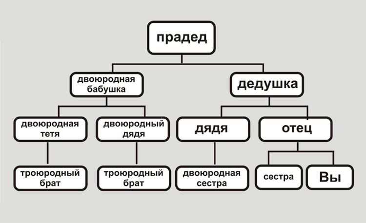 семейное дерево PNG и картинки пнг | рисунок Векторы и PSD