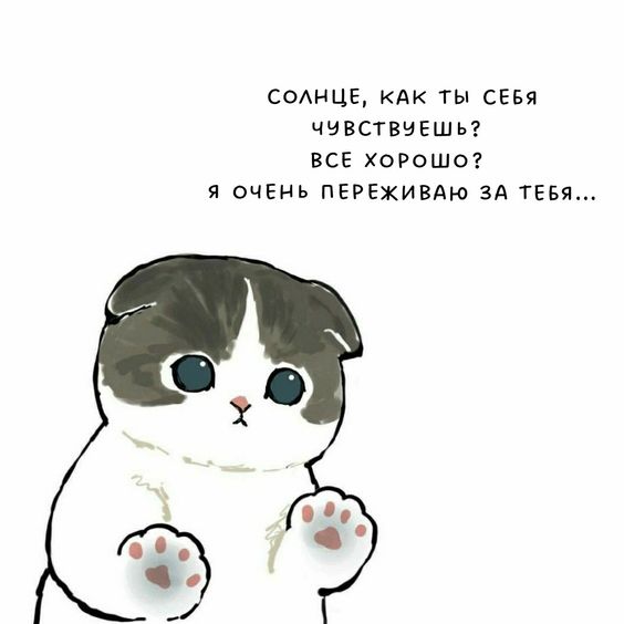 Смешные котики: 