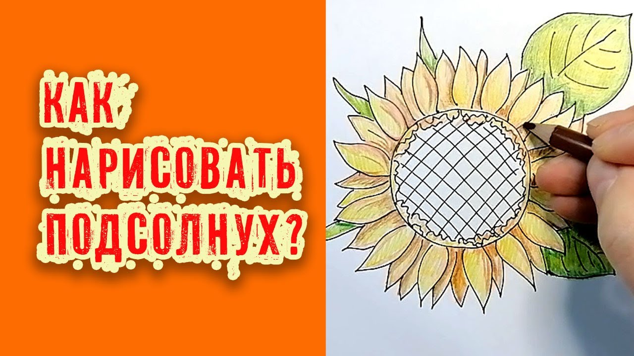 Рисунок Подсолнух Эскиз, Нарисуй, белый, карандаш, лист png