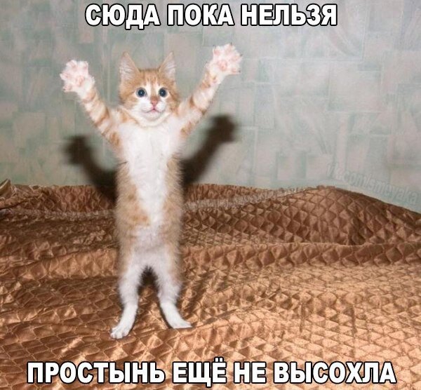 Приколы с котами – озвучка животных – Мне бы таких котов