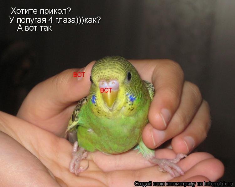 ✓ ДИАЛОГ О ЖИЗНИ С ГОВОРЯЩИМ ПОПУГАЕМ 🐦 ЖАКО ПЕТРУНЯ