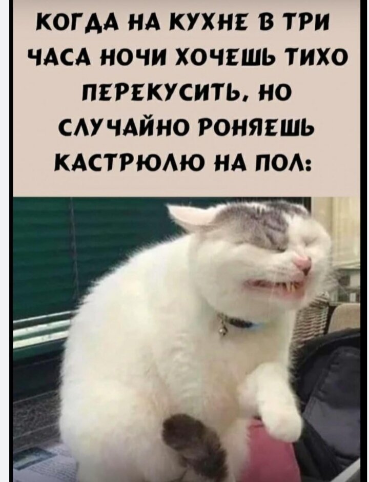 мемы с котами | мяу, пацаны 2024