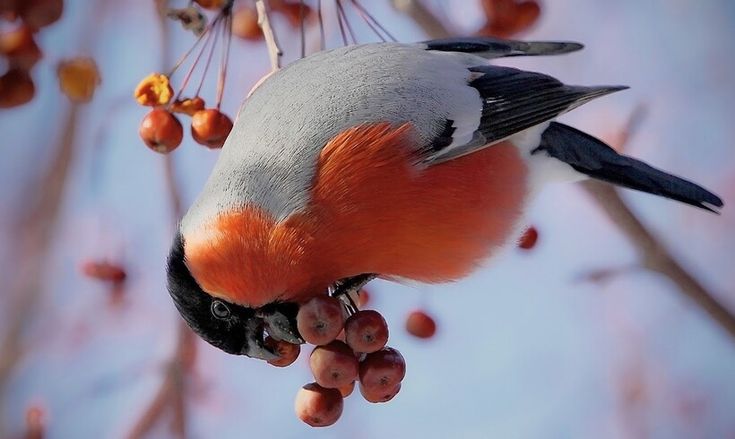 Куда пропали снегири, и где их искать