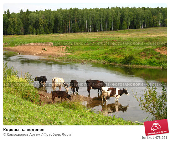 В Чернобыле появились дикие коровы: как