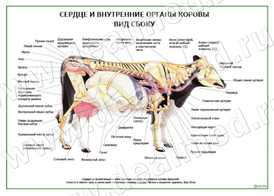 Коровы