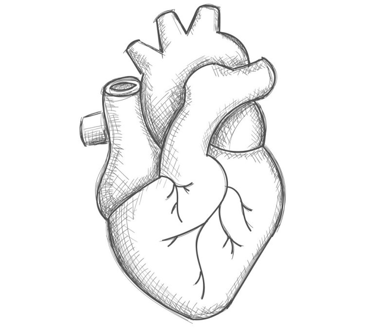 Рисунок линии сердца анатомического человека на бумаге | Фон