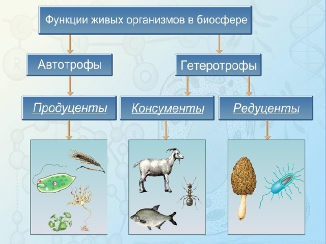 Пищевая цепь – примеры потребителей