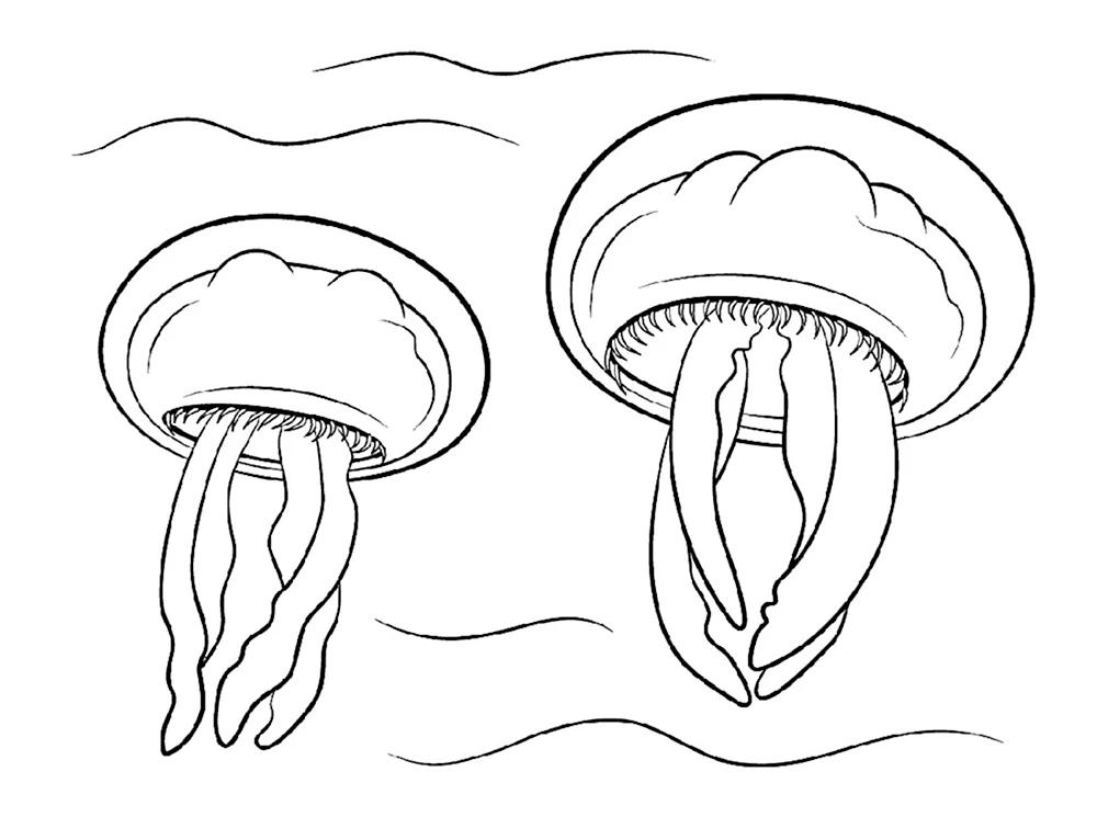 медузы Раскраски распечатать бесплатно.