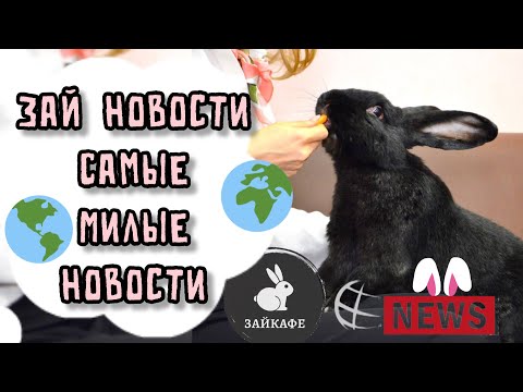 Шьем милых кроликов к Пасхе: Мастер