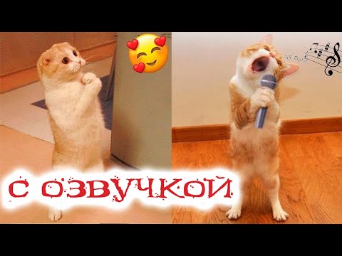 Видео Смешные кошки Приколы про кошек и котов 2018 #12