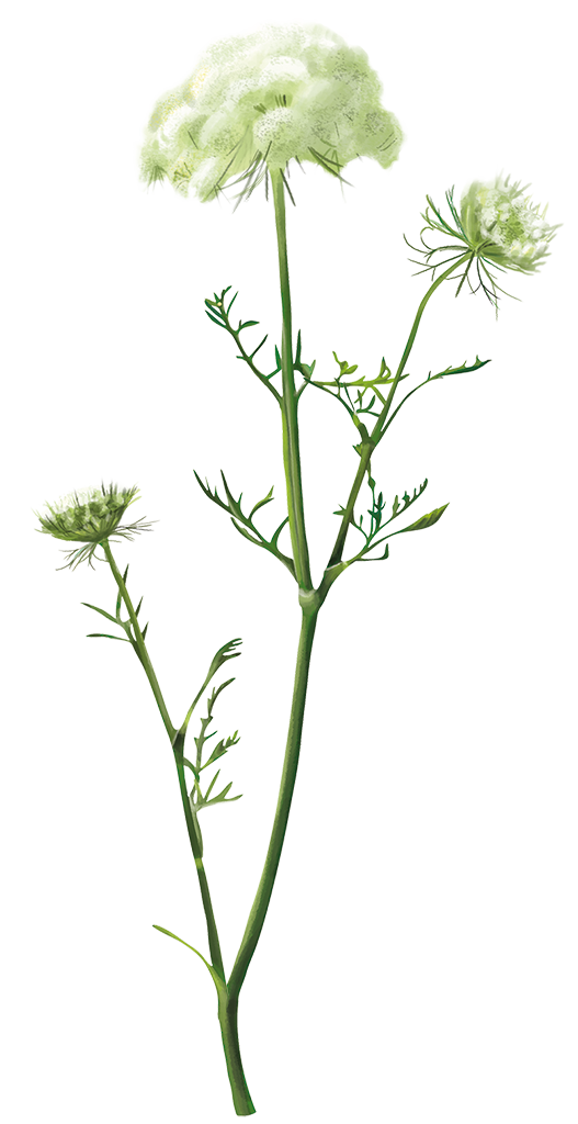 Heracleum sphondylium sibiricum