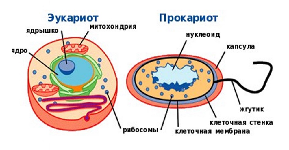 Задания в картинках по математике для дошкольников