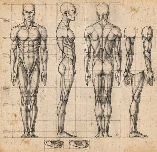 7 пропорций тела человека, которые необходимо знать художнику