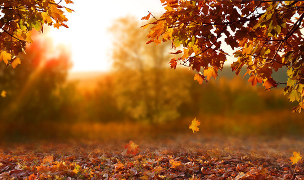 Обои осень, листья, фон, colorful, background, autumn, leaves