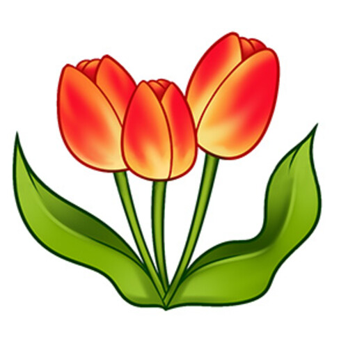 Как нарисовать тюльпан карандашами | How to draw a tulip