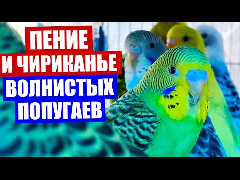 Смешные картинки Попугаи волнистые с