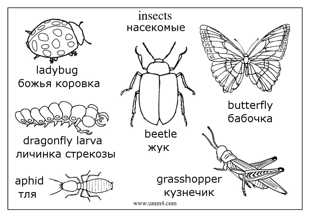 Божья коровка картинка для детей раскраска без точек