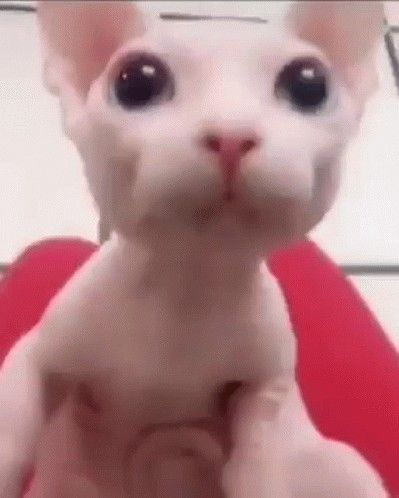 Bingus Sphynx Cat, Praise bingus meme and Cute hairless cat