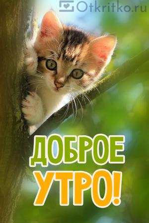 Приложения в Google Play – good morning cat