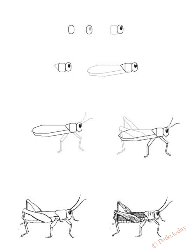 Кузнечик рисунок для детей простой 