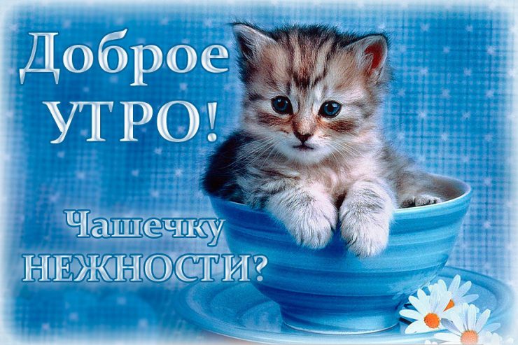 С Добрым утром котенок !