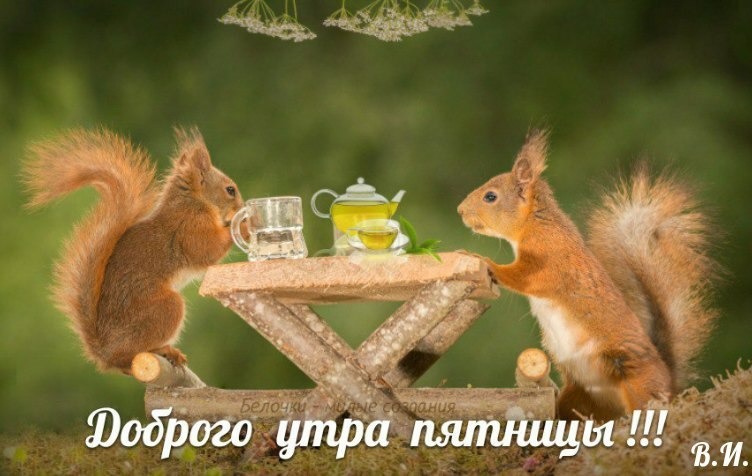 Доброе утро, милые белочки! Good morning, lovely squirrels