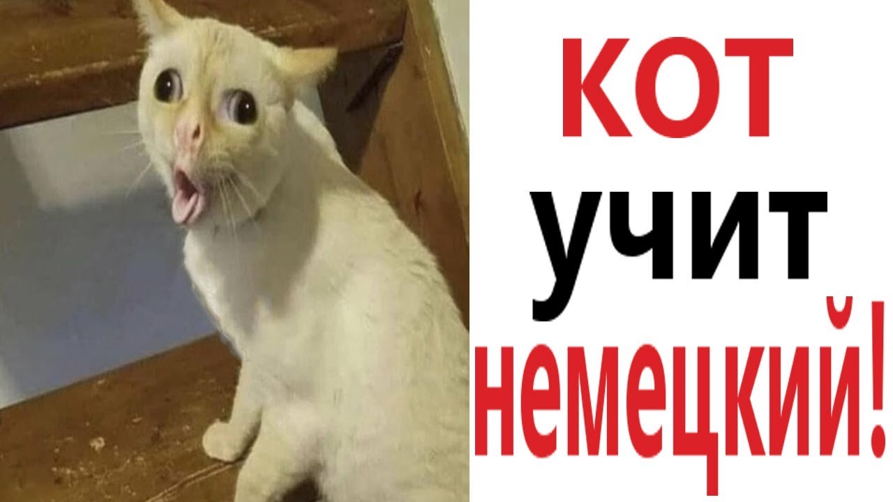 Белый Кот Прикол Отрыгивает | TikTok