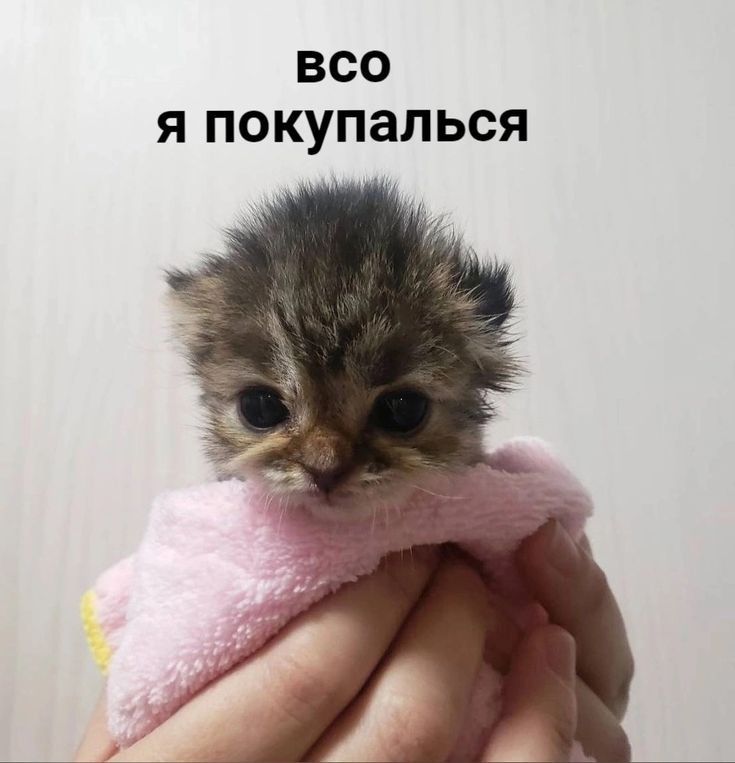 Дом черных котов