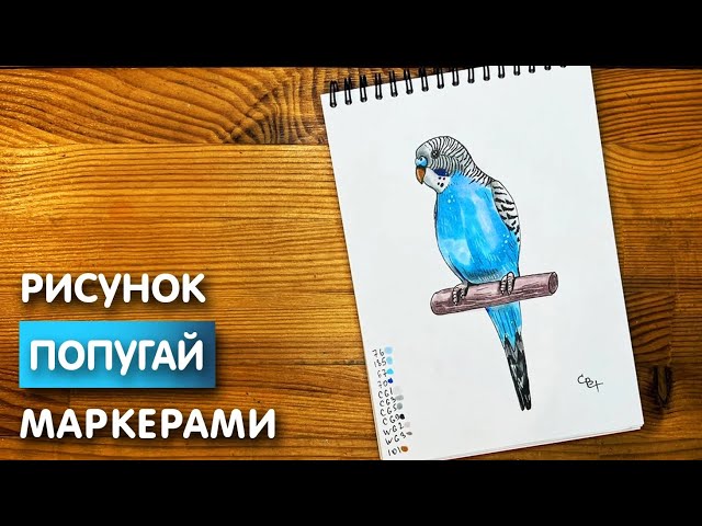 Попугай рисунок карандашом 🖌 Рисунки