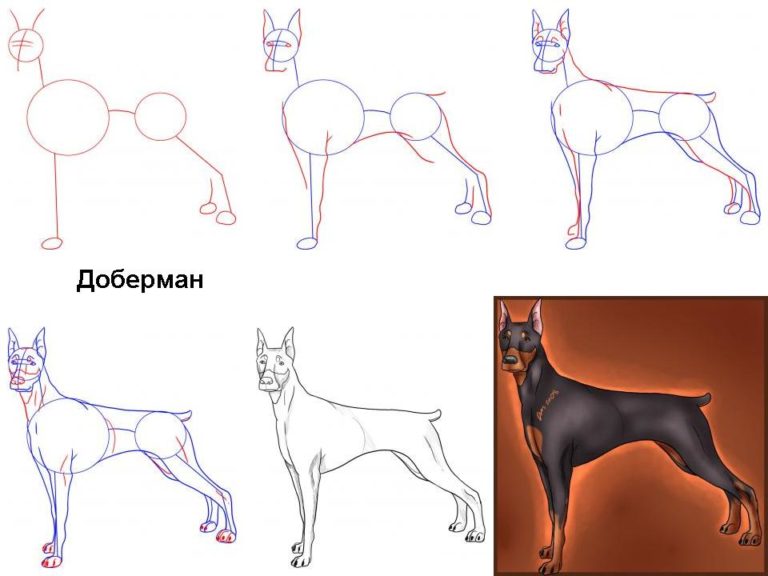 Собака милая рисунок поэтапно 