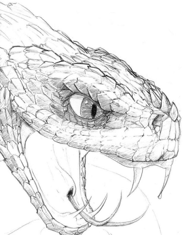 How to draw a snake easy step by step