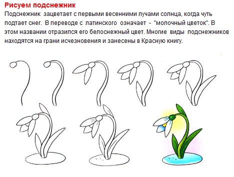 Первые весенние цветы Подснежники