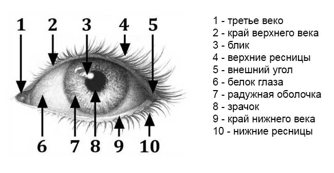 Уроки рисования. Как рисовать глаза. Урок первый. Рисунок