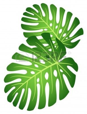 Monstera