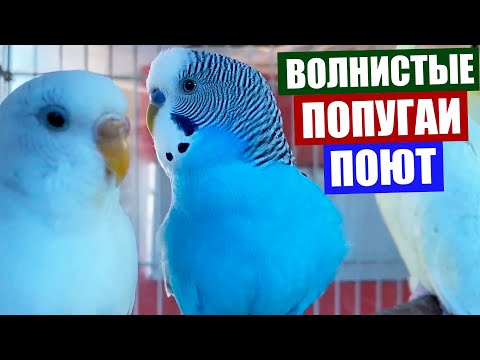 Красивые и смешные волнистые попугаи из