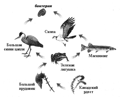 Пищевая Цепочка Рисунок 