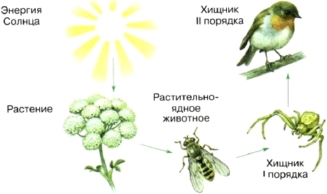 Пищевые цепи и их сети