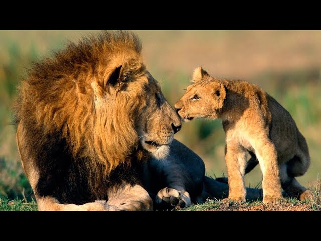 Лев моется в ванной. Adorable Lion Enjoying a Bubble Bath AI