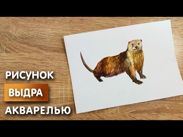 Как нарисовать выдру