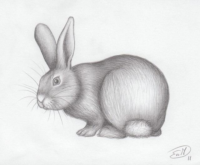 bunny drawing!! pencil drawing!! how to draw a bunny!! как