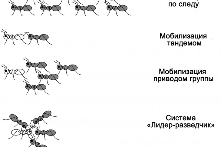 Внешнее и внутреннее строение тела муравья: отличительные