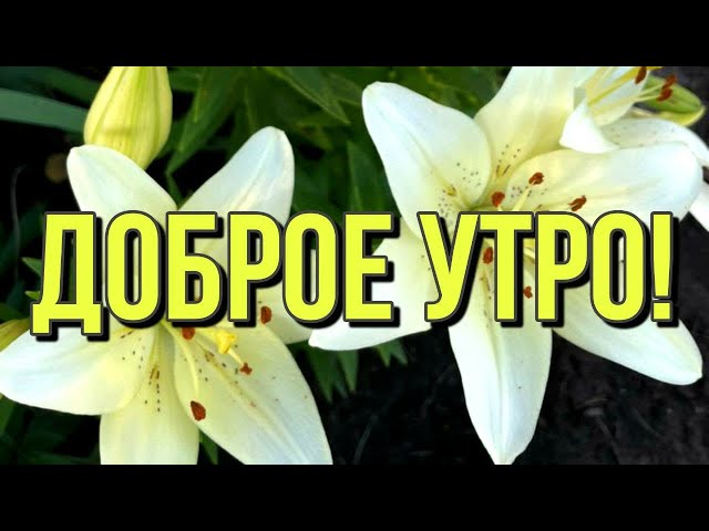 Лилия Доброе Утро