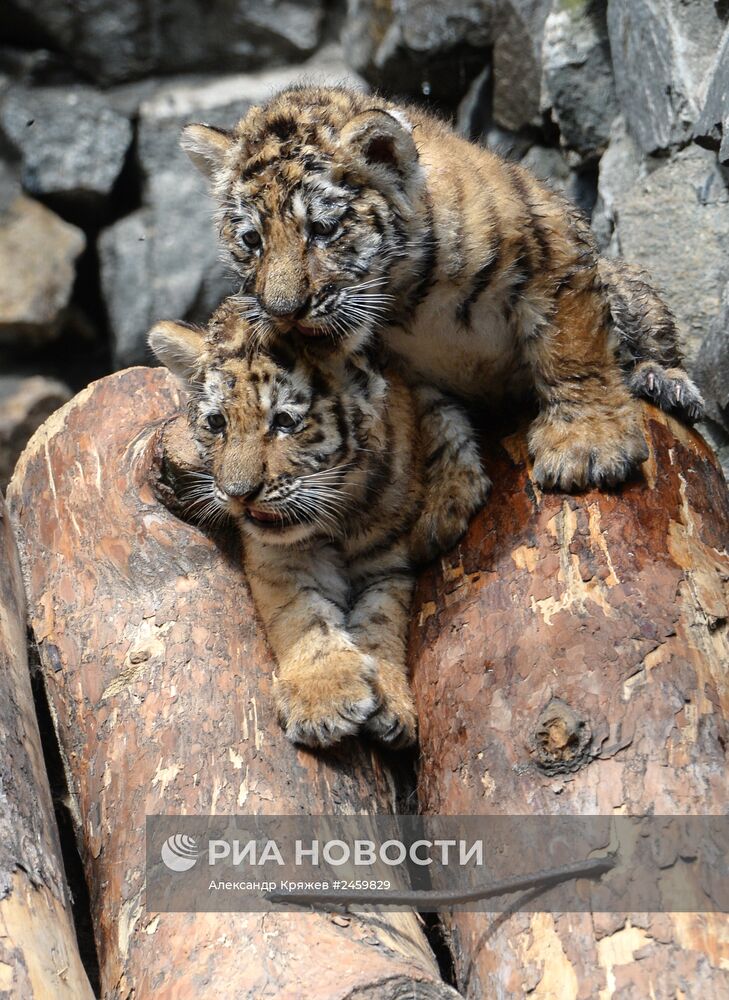 В Приморье продолжают поиски мамы трех