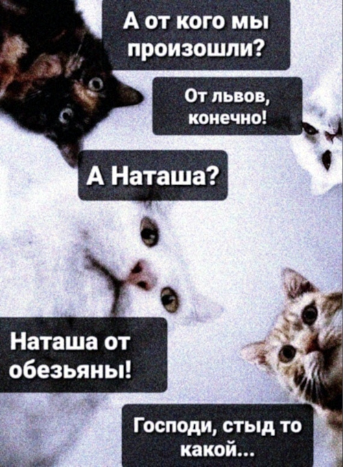 Мемы Новые наташа и коты