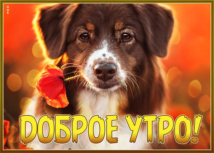 🍂Доброе утро! Сегодня 24 октября, воскресенье 📆 День ООН