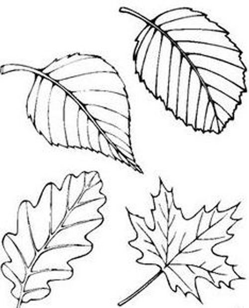 raskraska birch leaf